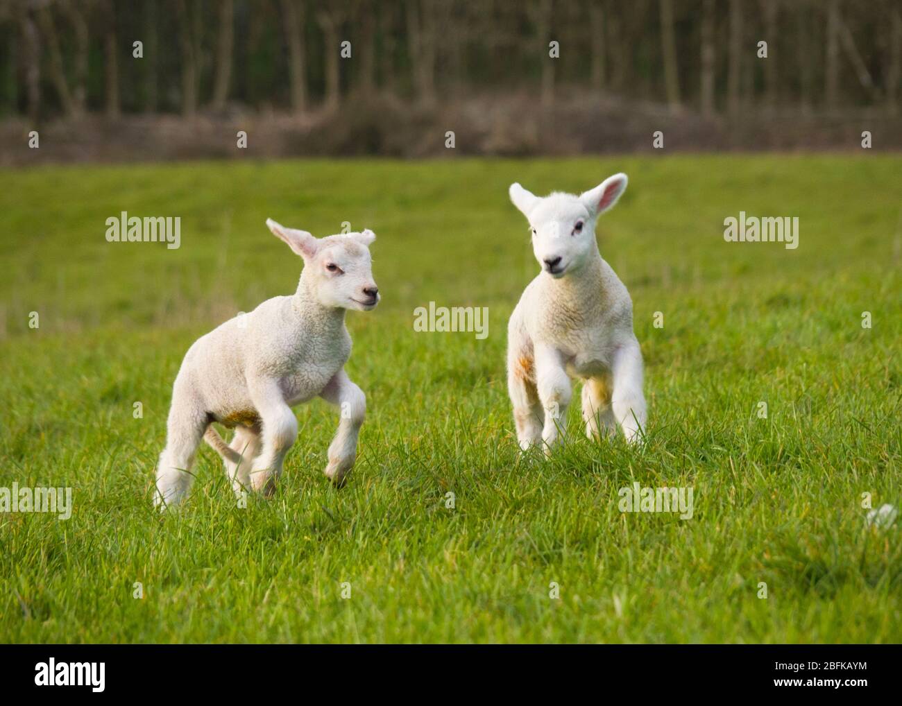 Giovani agnelli che giocano sul campo, nel Regno Unito Foto Stock