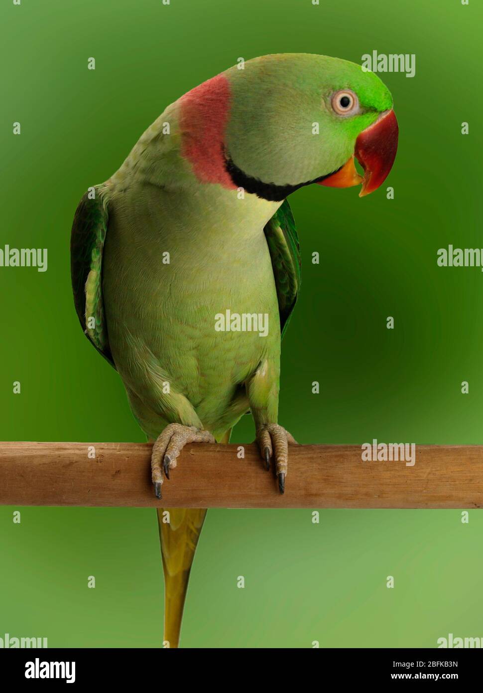 Pappagallo alessandrino su sfondo verde Foto Stock