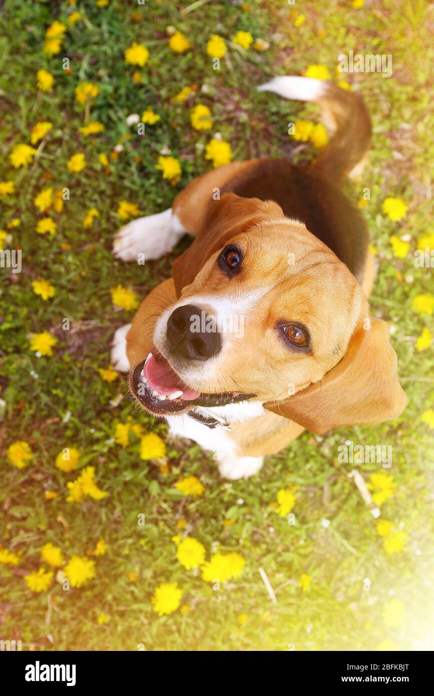 Divertente cane carino beagle in parco su erba verde Foto Stock