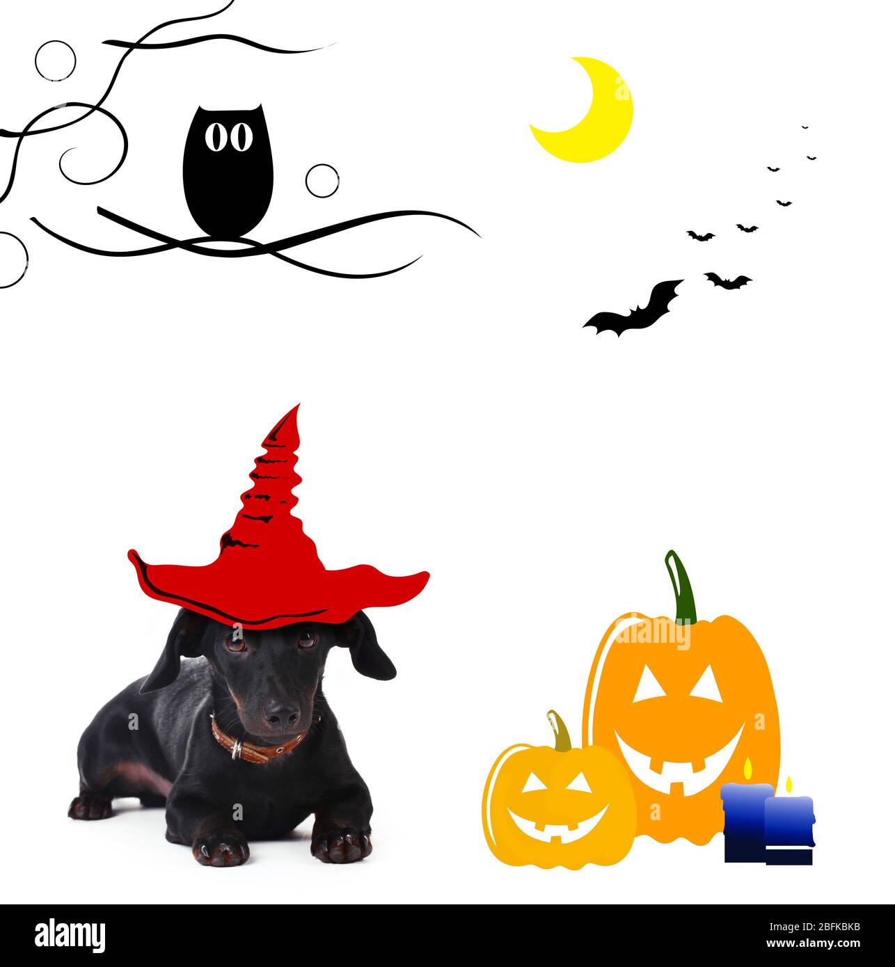 Cane con cappello di strega per Halloween, isolato su bianco Foto Stock