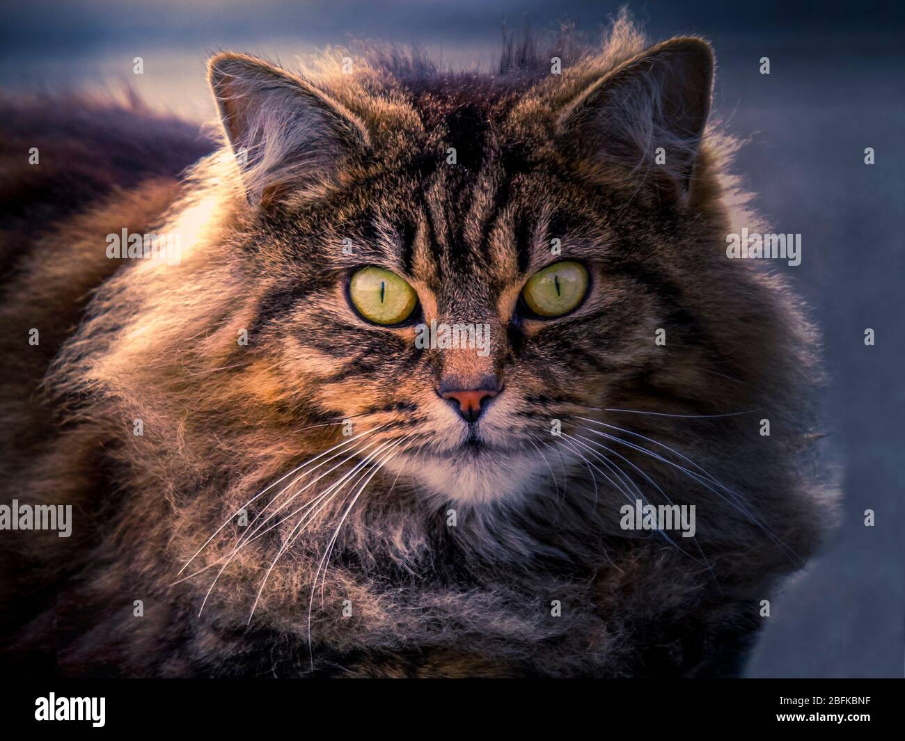 Fluffy tabby cat Foto Stock