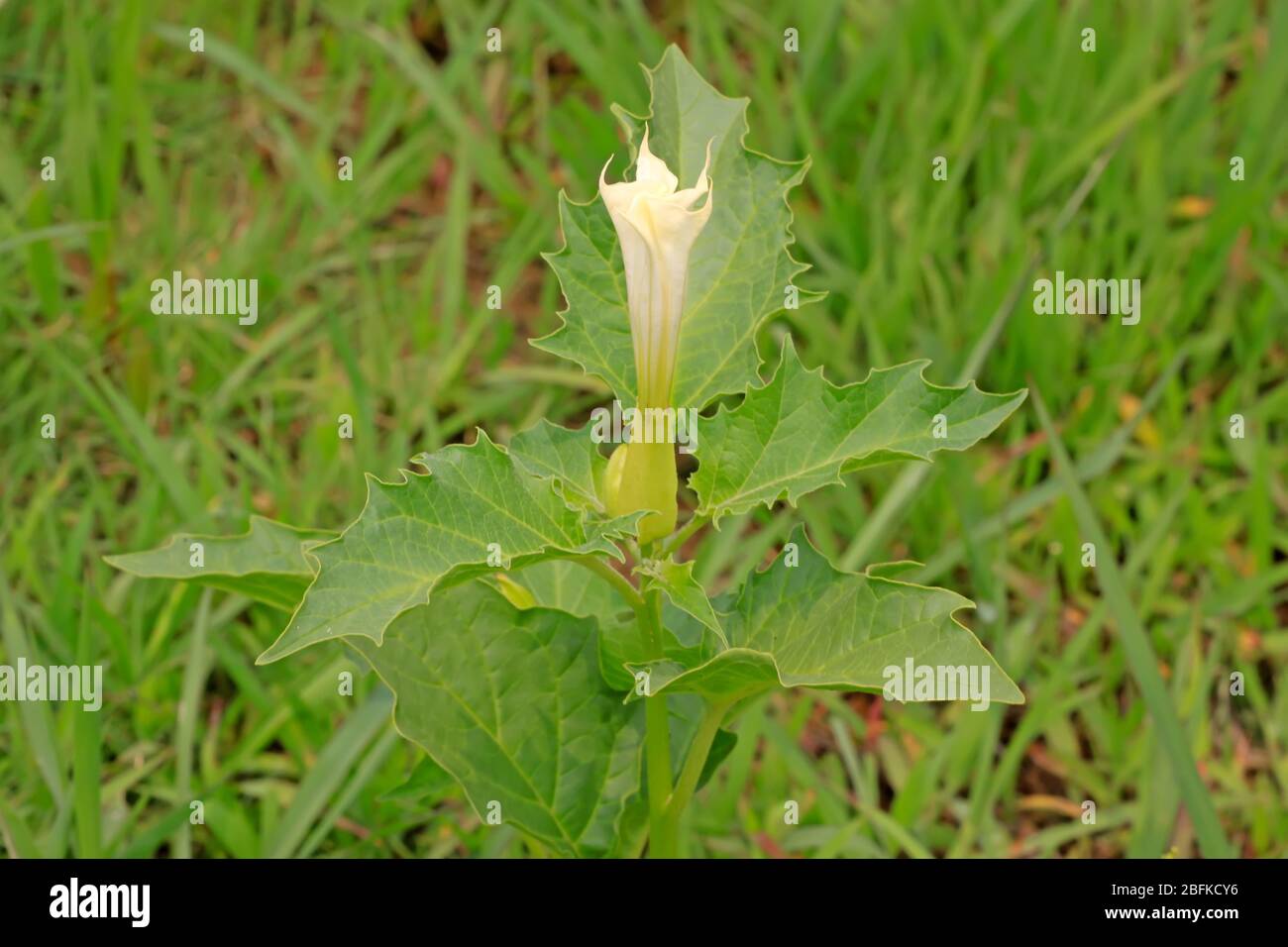 solanaceae pianta mandala sull'erba, aprendo fiori bianchi, scatta foto nello stato naturale selvaggio, nella contea di Luannan, nella provincia di Hebei, in Cina. Foto Stock