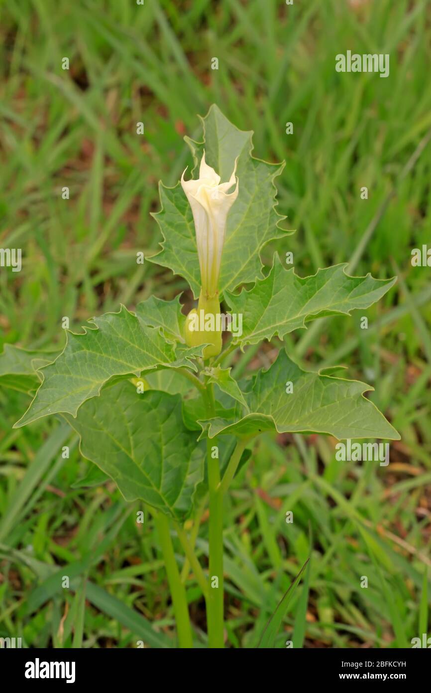 solanaceae pianta mandala sull'erba, aprendo fiori bianchi, scatta foto nello stato naturale selvaggio, nella contea di Luannan, nella provincia di Hebei, in Cina. Foto Stock