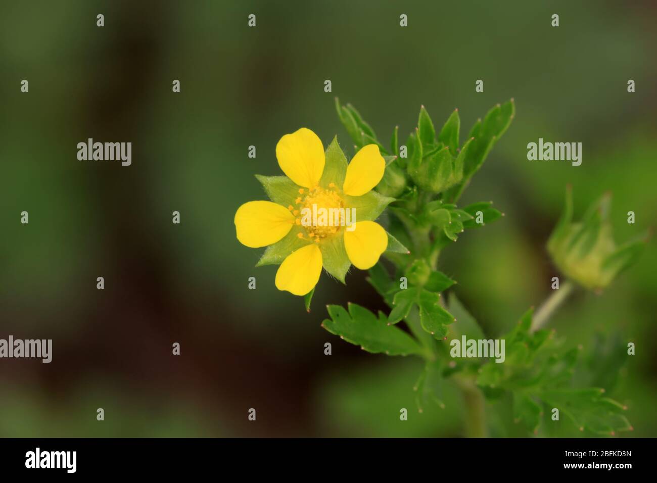 Fiori selvatici su sfondo verde, possono essere utilizzati come specie di erbe medicinali, possono trattare la malattia, scattate foto nello stato naturale selvaggio, il Consiglio Luannan Foto Stock