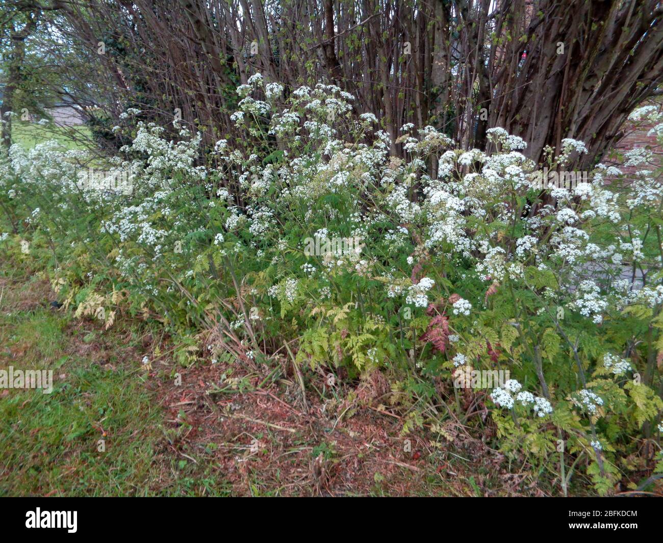 Prezzemolo di mucca in un paesaggio naturale aperto prato Foto Stock