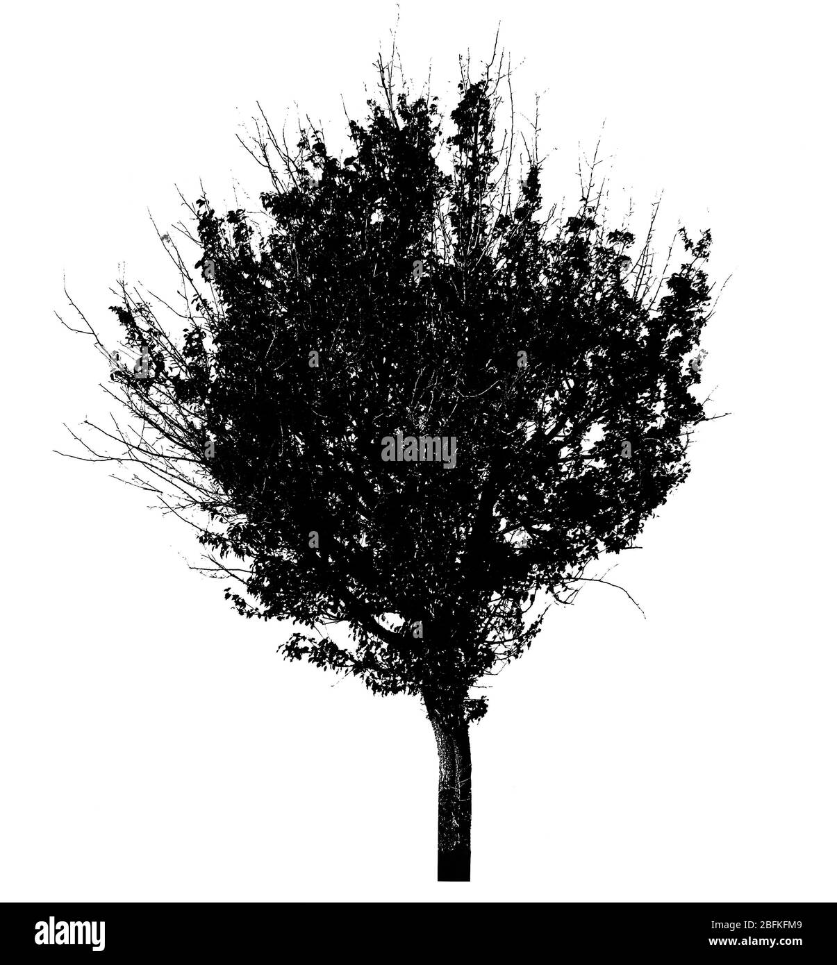 Silhouette ad albero nero, isolata su bianco Foto Stock