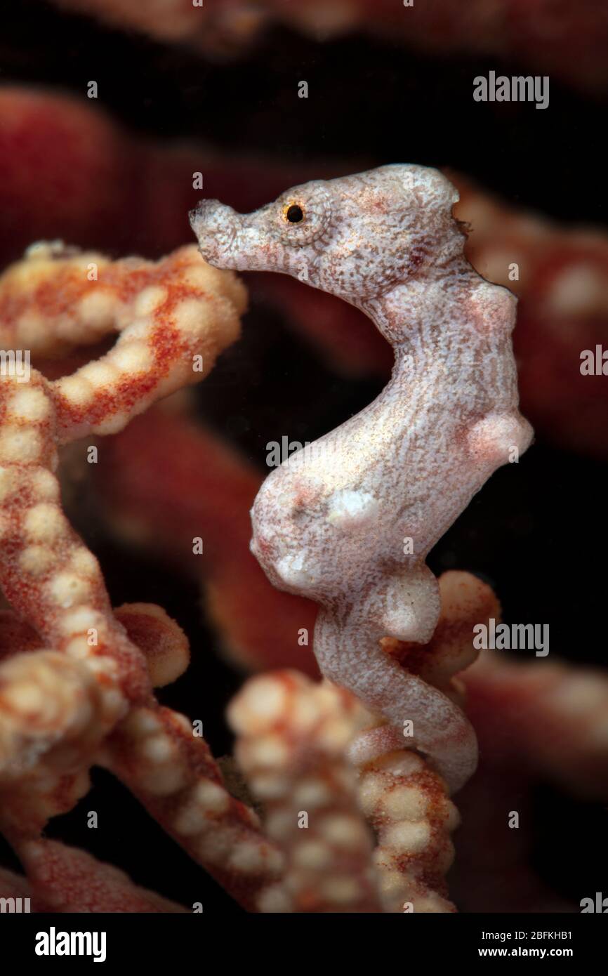 Cavalluccio marino pigmero di Denise (Hippocampus denise). Macro fotografia subacquea da Romblon, Filippine Foto Stock