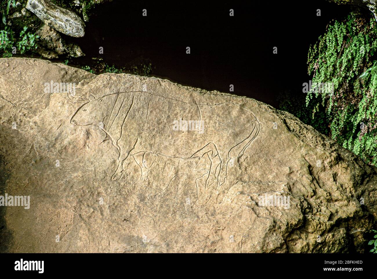 Italia - Calabria - San Vito al Volterra - Grotta del Romito. Incisione rocciosa 'Boss Primogenius' si trova vicino all'ingresso della grotta. La grotta di Romito risale al Paleolitico superiore ed è a 16 km da Papasidero. La grotta Romito è composta da due stanze di circa 20 m ciascuna, e copre 34 m nel rifugio. Foto Stock