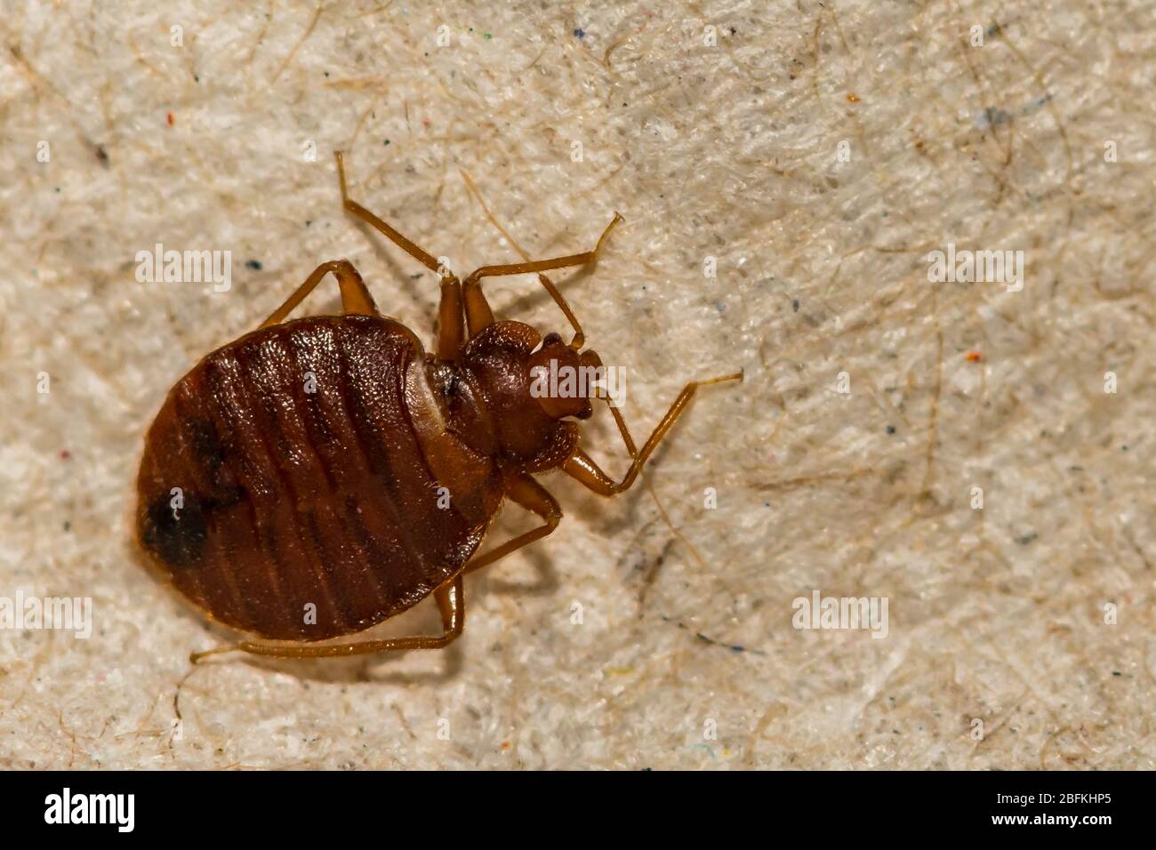 Bug letto comune (Cimex lectularis) Foto Stock