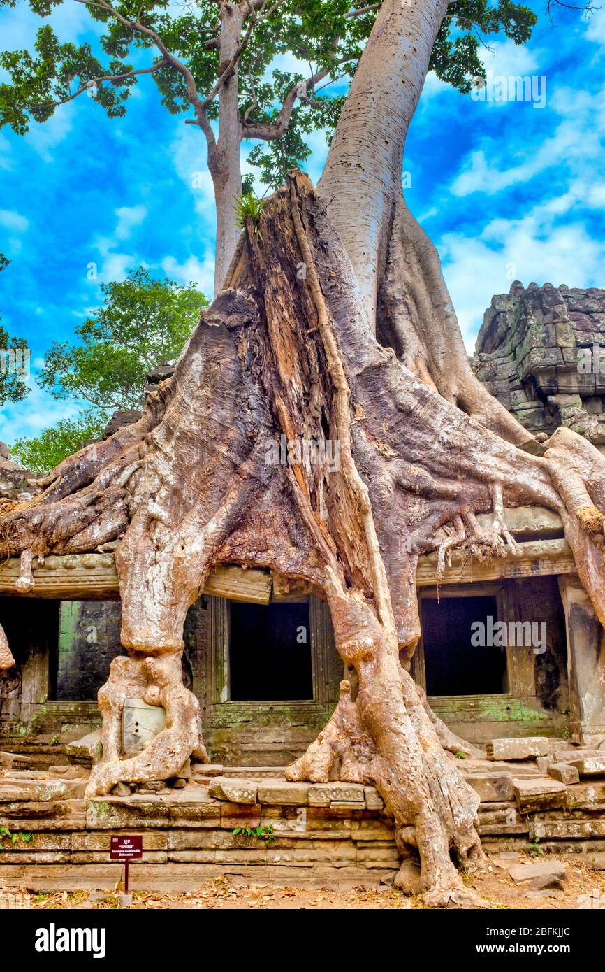 Spung tree (Tetrameles nudiflora) che cresce nelle rovine del tempio di Preah Khan, Siem Reap, Cambogia Foto Stock