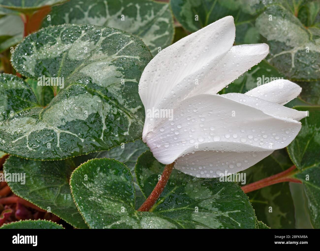 Fiore di ciclamino bianco Foto Stock