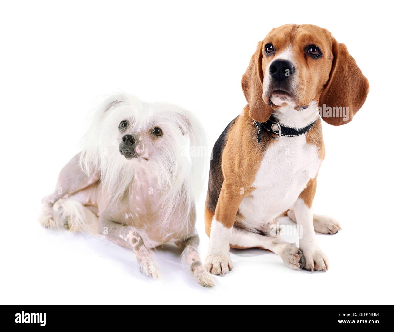 Cani carini isolati su bianco Foto Stock