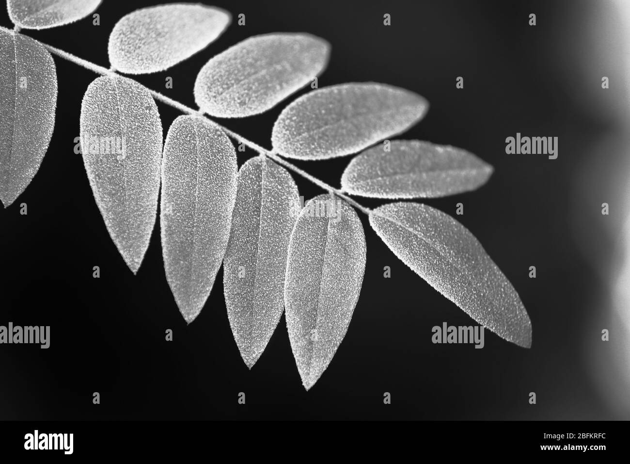 Bella gelida inverno foglie su sfondo di natura sfocata, primo piano Foto Stock