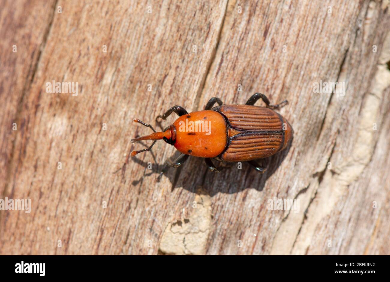 Red Palm Weevil, (Rhynchophorus ferrugineus) su un tronco morto, Spagna. Foto Stock