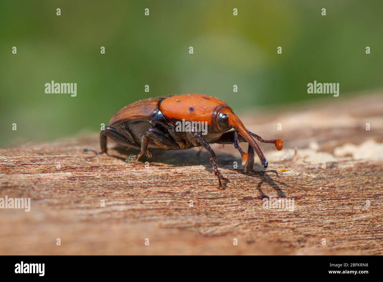 Red Palm Weevil, (Rhynchophorus ferrugineus) su un tronco morto, Spagna. Foto Stock