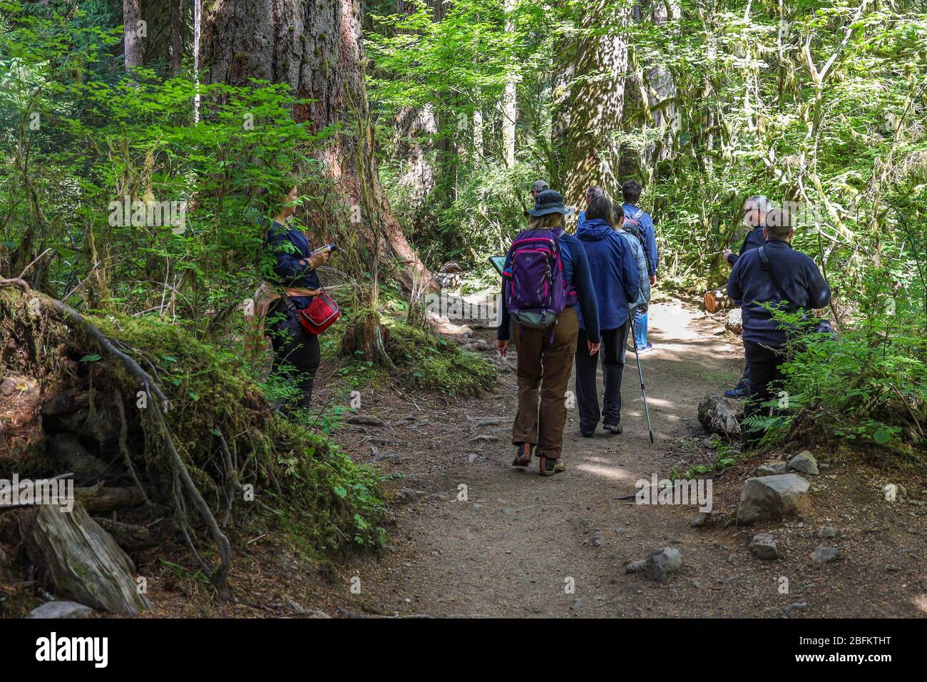 Il sentiero della Hall of Mosses nella foresta pluviale di Hoh del Parco Nazionale Olimpico è fiancheggiato da alberi antichi, soprattutto aceri bigleaf e sfuchi Sitka drappeggiati in mo Foto Stock