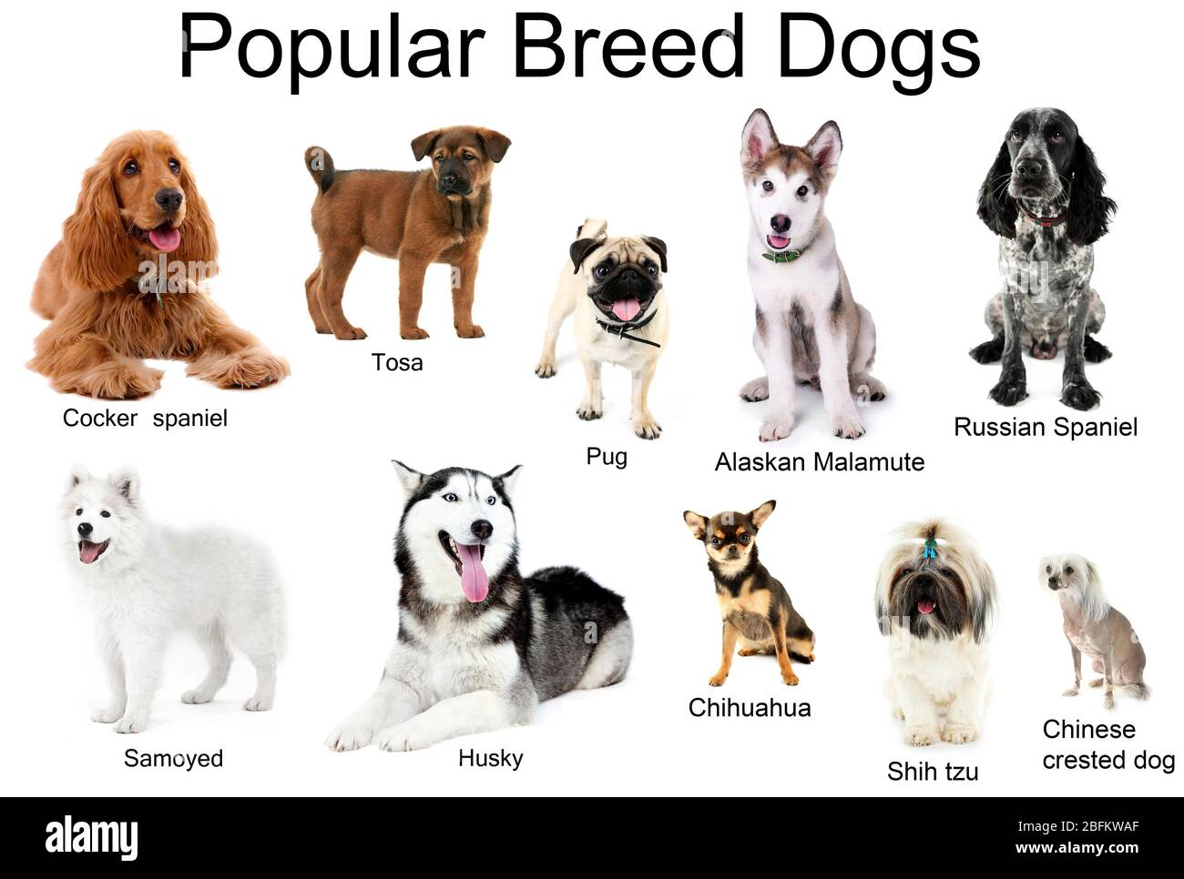 Razze diverse di cani insieme, isolato su bianco Foto Stock