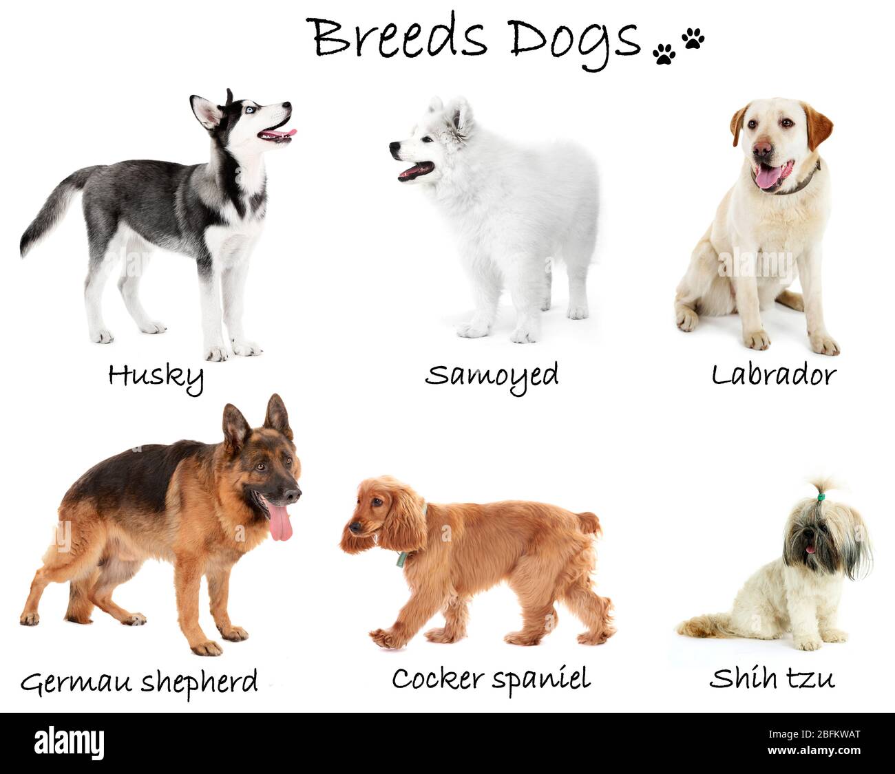 Diverse grandi razze di cani insieme, isolato su bianco Foto Stock