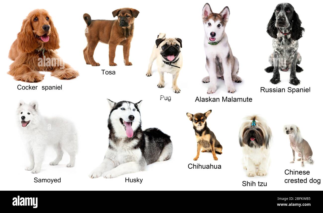 Razze diverse di cani insieme, isolato su bianco Foto Stock