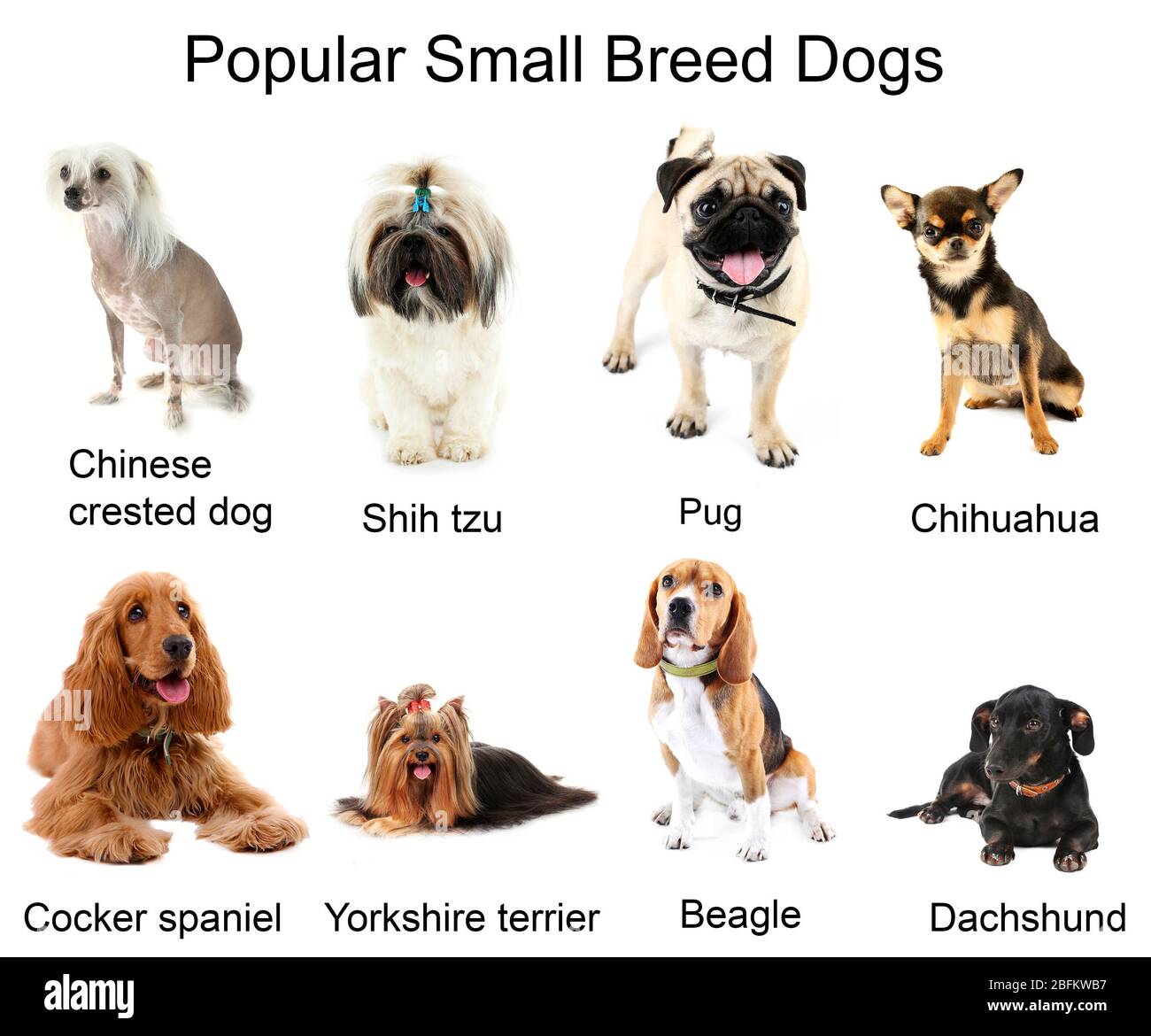 Diverse razze di cani piccoli insieme, isolato su bianco Foto Stock