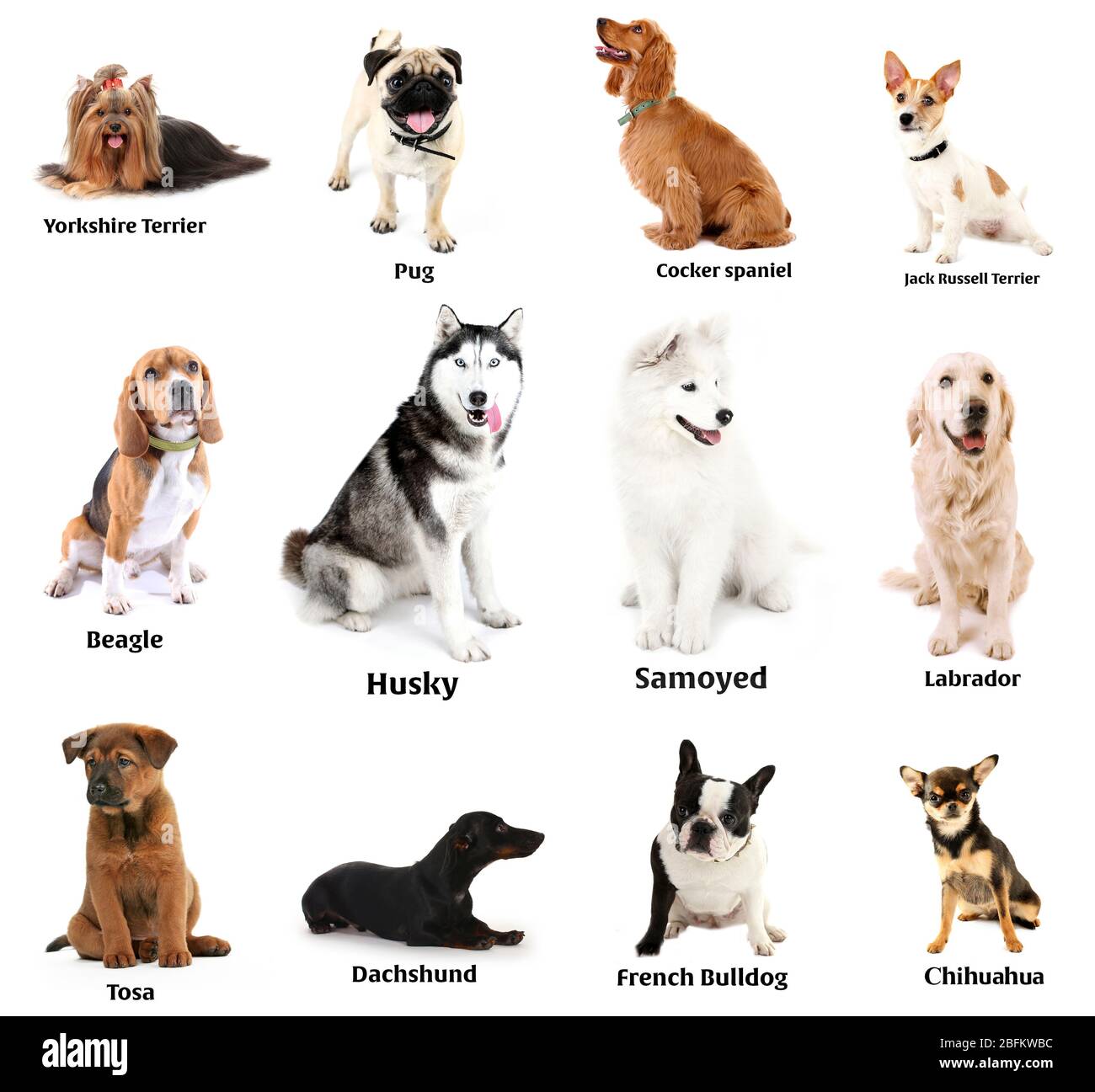 Razze diverse di cani insieme, isolato su bianco Foto Stock