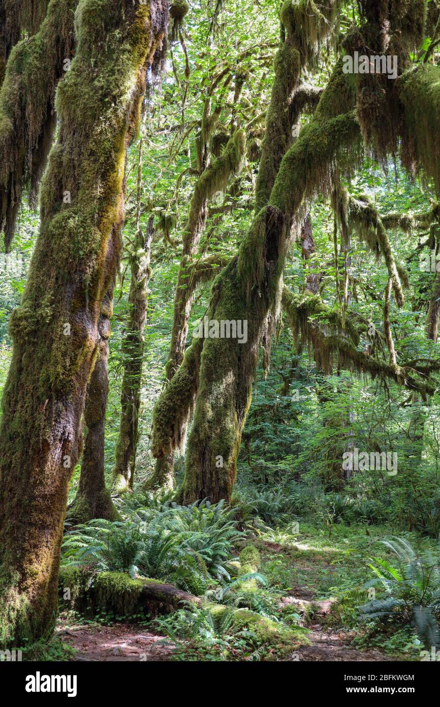 Il sentiero della Hall of Mosses nella foresta pluviale di Hoh del Parco Nazionale Olimpico è fiancheggiato da alberi antichi, soprattutto aceri bigleaf e sfuchi Sitka drappeggiati in mo Foto Stock