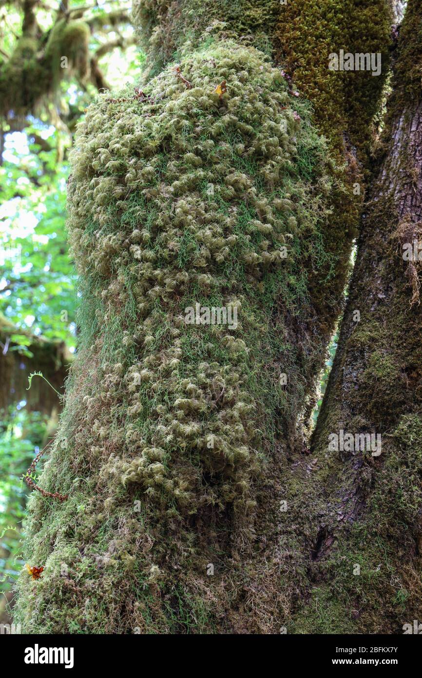 Il sentiero della Hall of Mosses nella foresta pluviale di Hoh del Parco Nazionale Olimpico è fiancheggiato da alberi antichi, soprattutto aceri bigleaf e sfuchi Sitka drappeggiati in mo Foto Stock