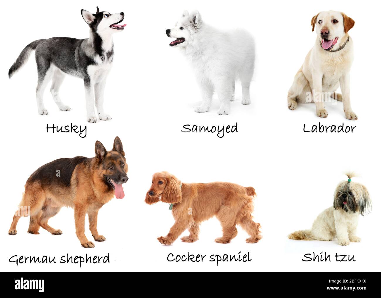 Razze diverse di cani insieme, isolato su bianco Foto Stock