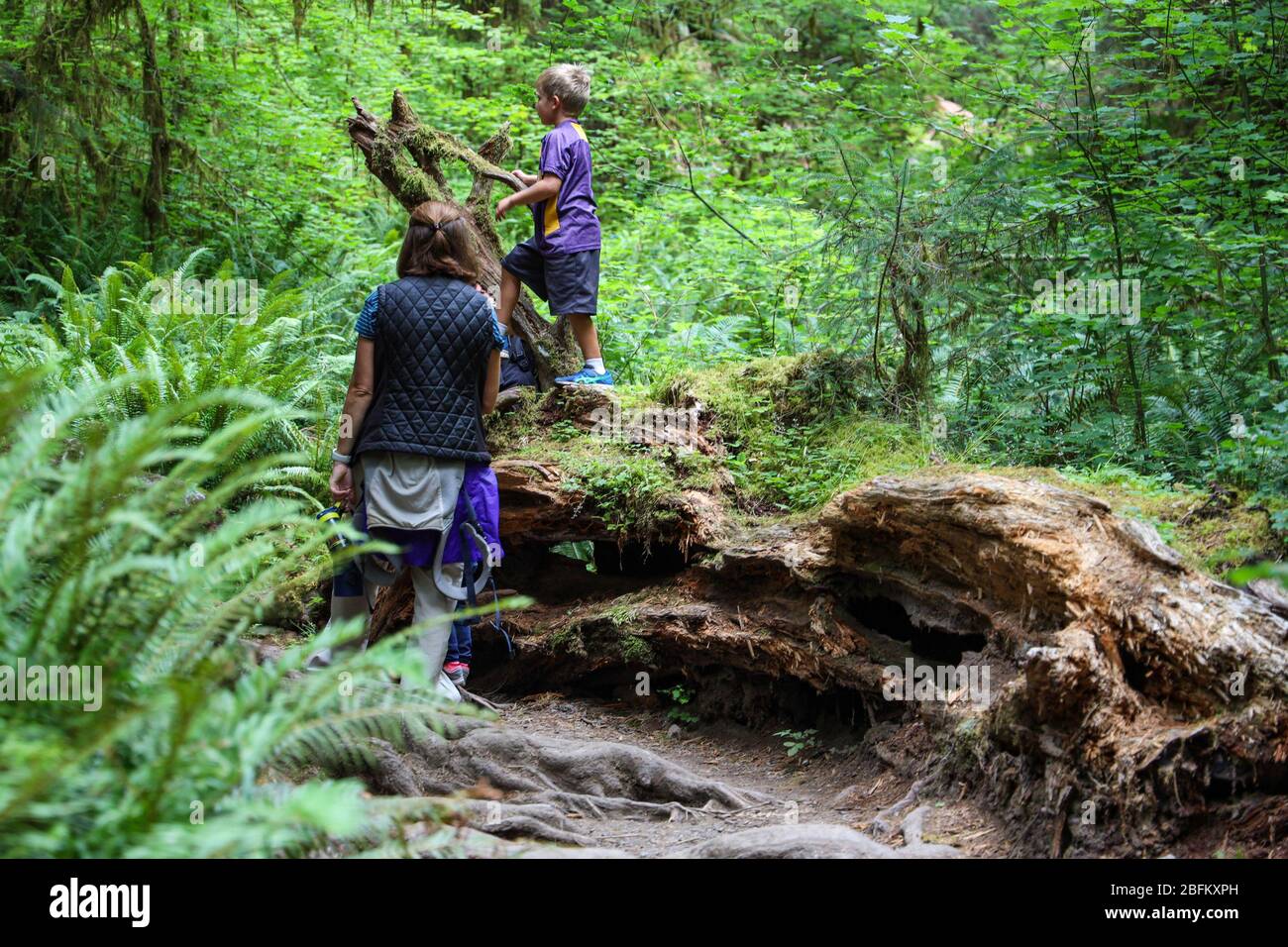Il sentiero della Hall of Mosses nella foresta pluviale di Hoh del Parco Nazionale Olimpico è fiancheggiato da alberi antichi, soprattutto aceri bigleaf e sfuchi Sitka drappeggiati in mo Foto Stock