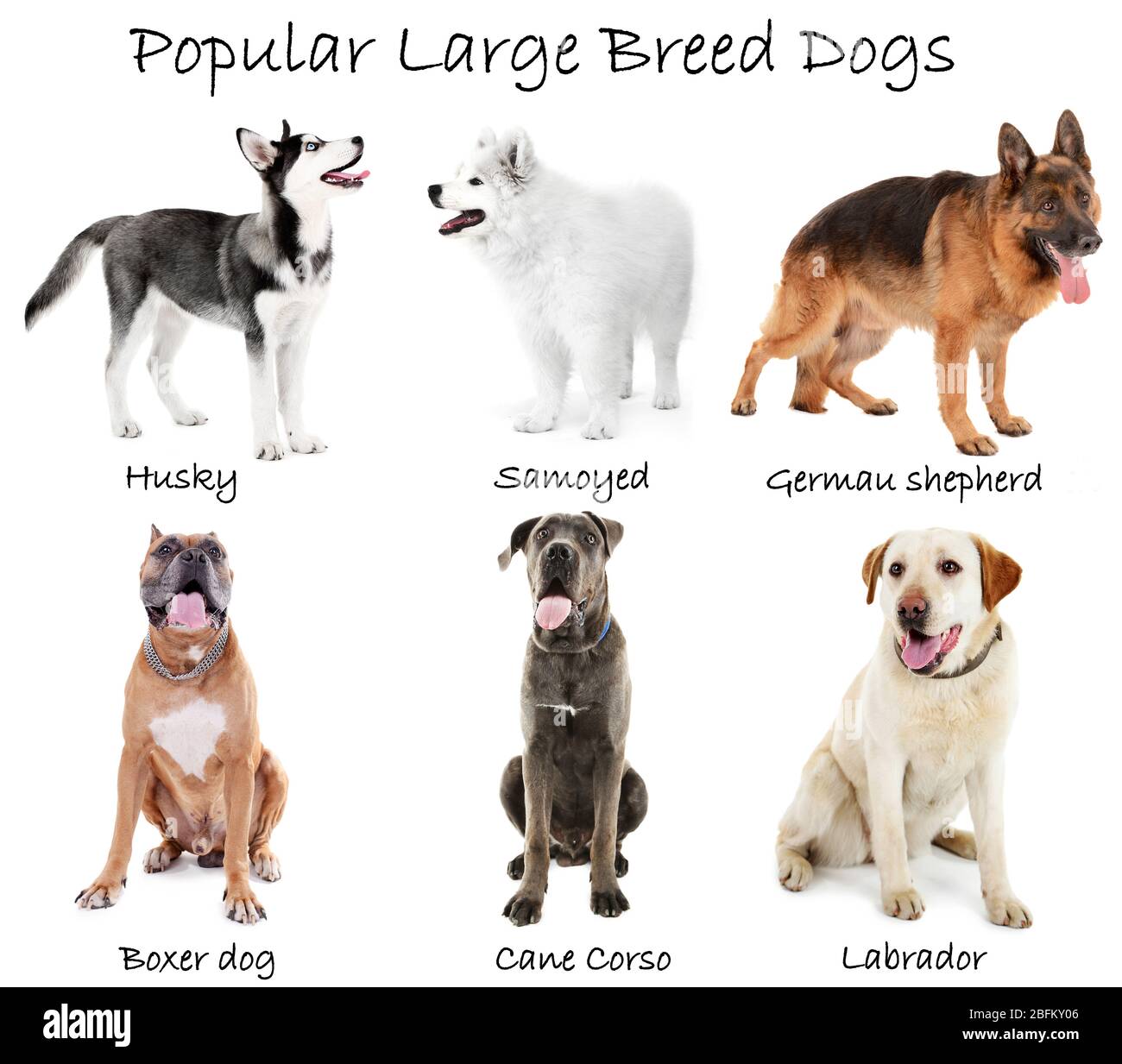 Diverse grandi razze di cani insieme, isolato su bianco Foto Stock