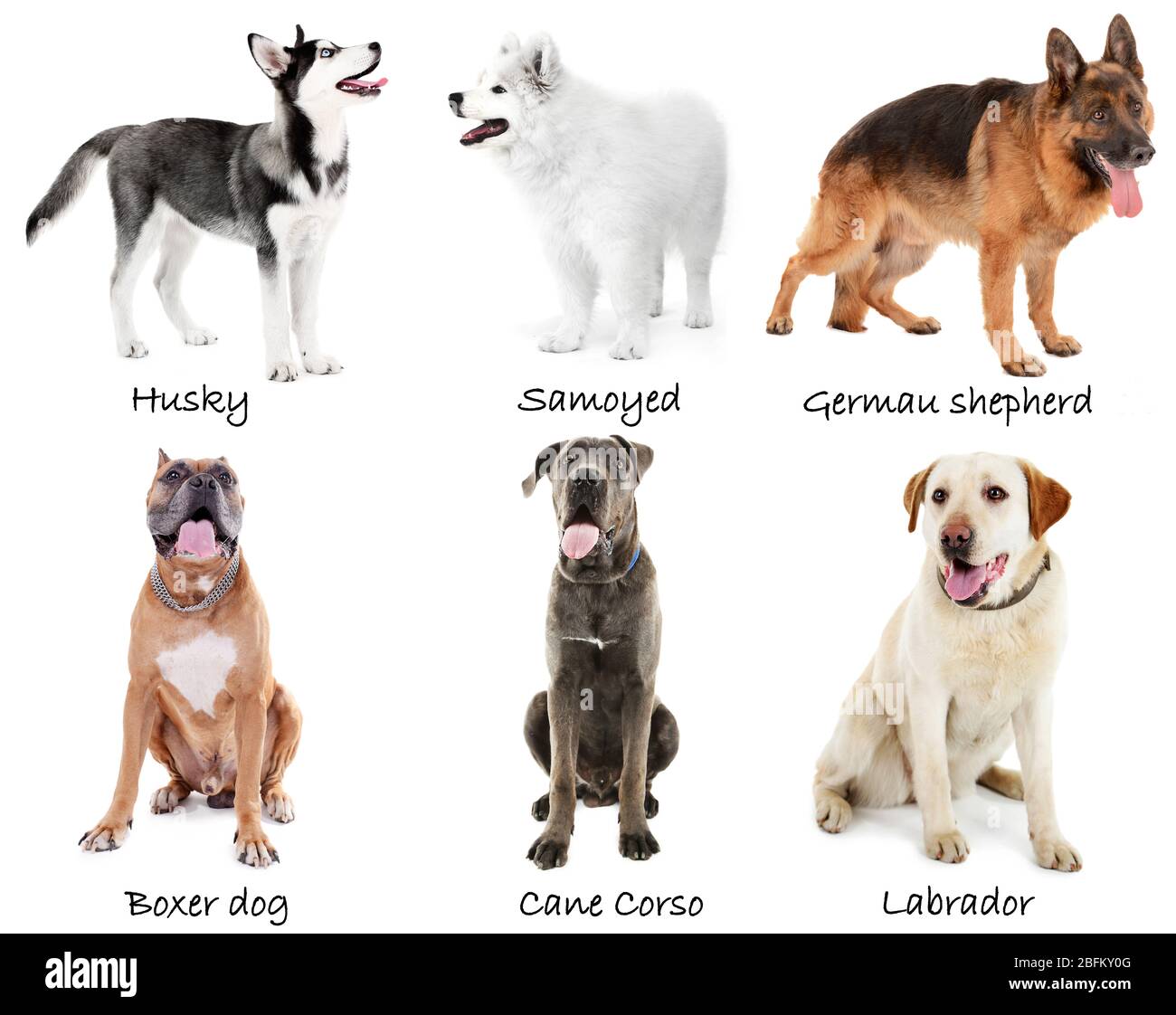 Diverse grandi razze di cani insieme, isolato su bianco Foto Stock