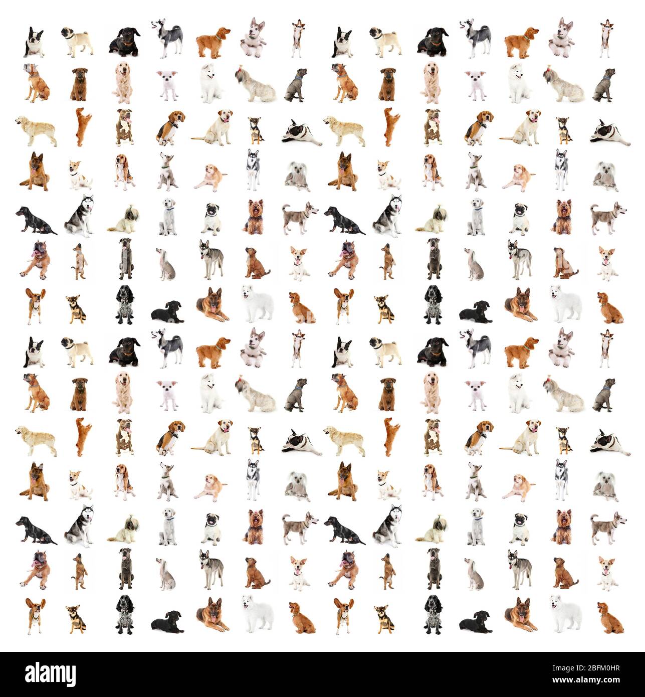 Grande gruppo di razze di cani, isolato su bianco Foto Stock