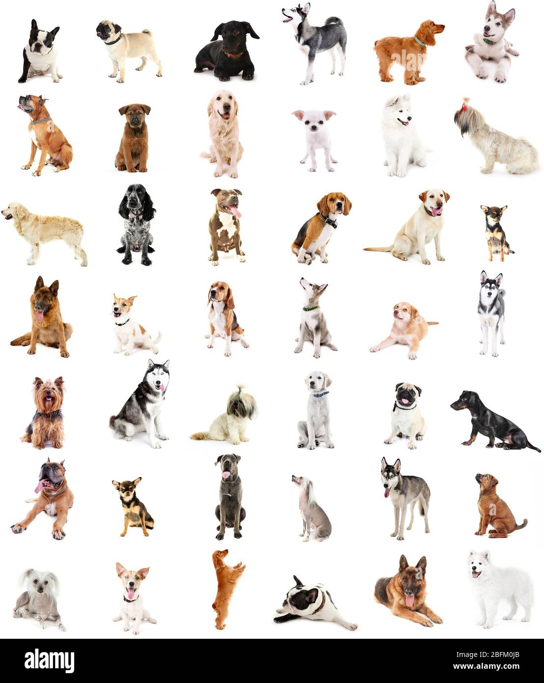 Grande gruppo di razze di cani, isolato su bianco Foto Stock