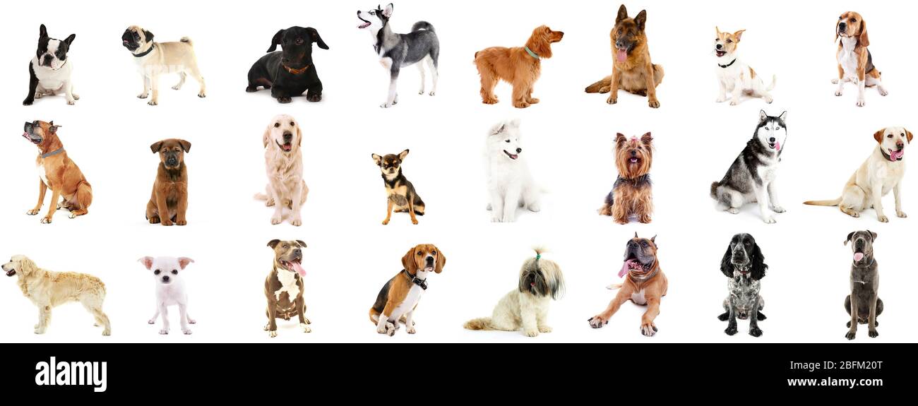 Grande gruppo di razze di cani, isolato su bianco Foto Stock