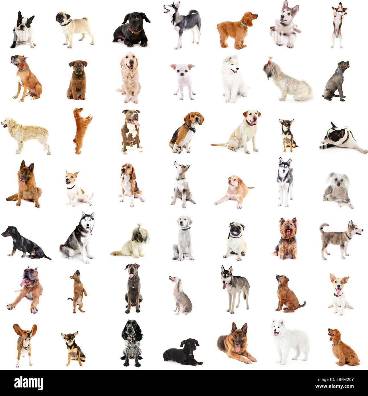 Grande gruppo di razze di cani, isolato su bianco Foto Stock