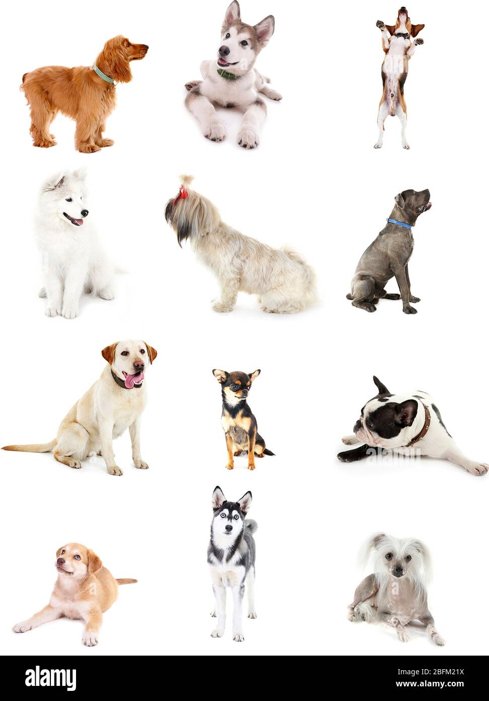 Grande gruppo di razze di cani, isolato su bianco Foto Stock