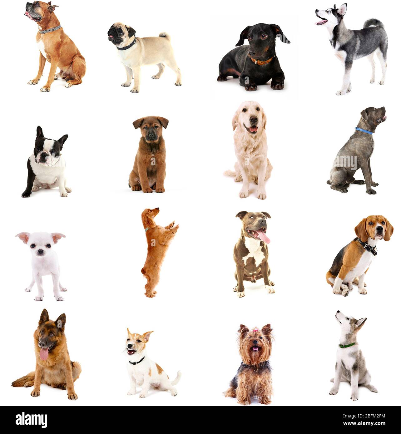 Grande gruppo di razze di cani, isolato su bianco Foto Stock