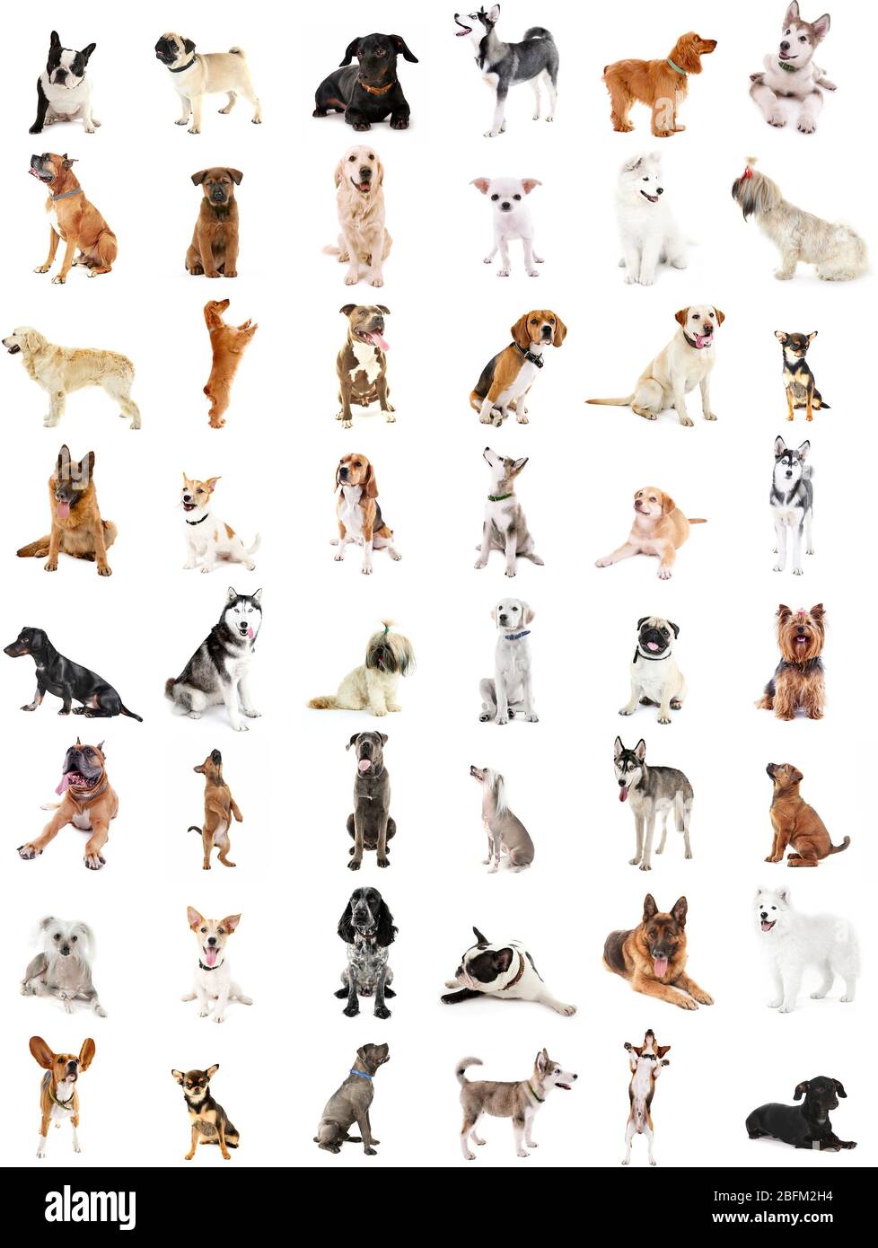 Grande gruppo di razze di cani, isolato su bianco Foto Stock