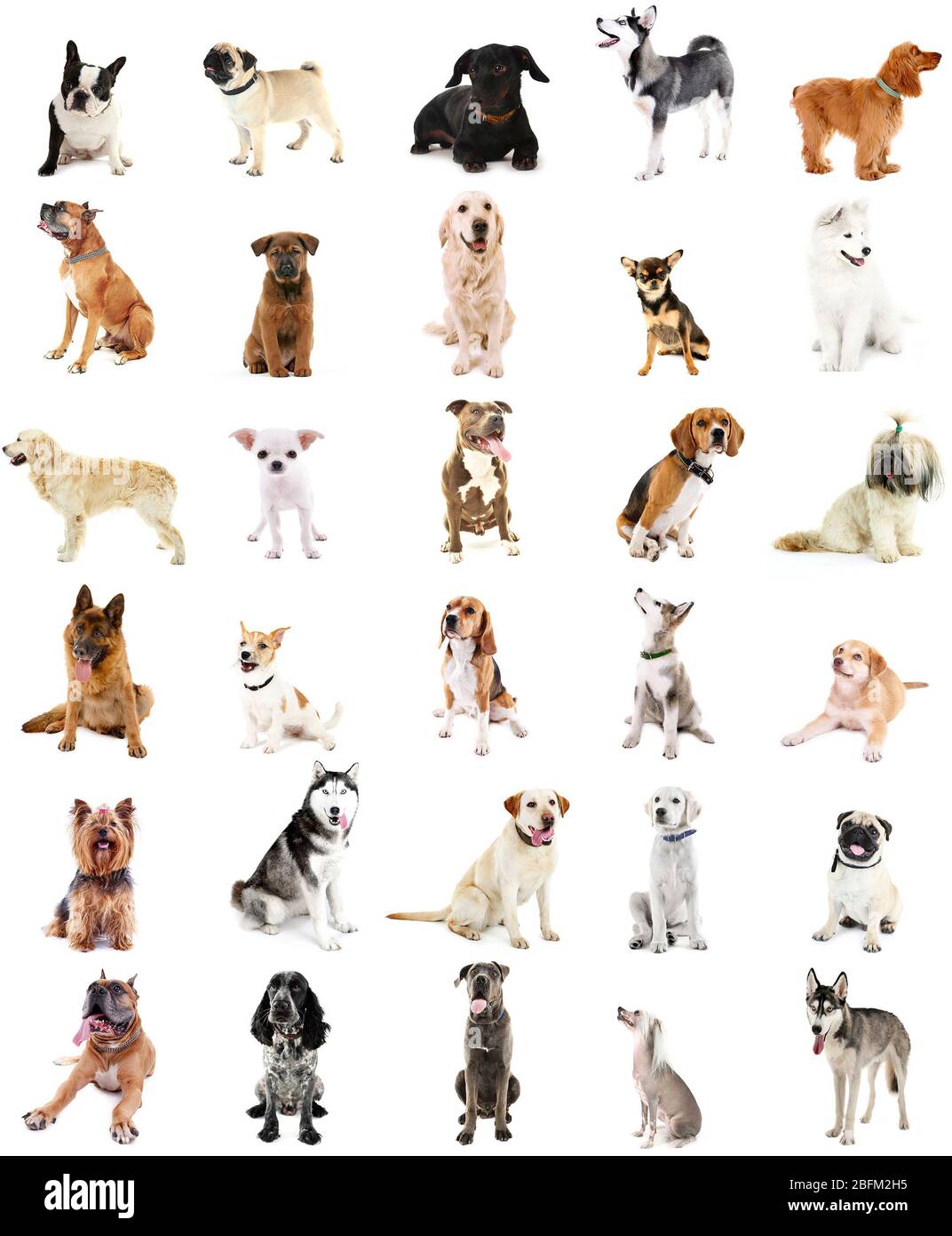 Grande gruppo di razze di cani, isolato su bianco Foto Stock
