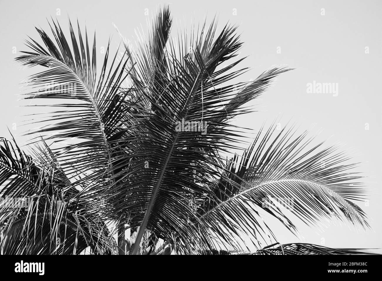 Palma, stilizzazione retrò, primo piano Foto Stock