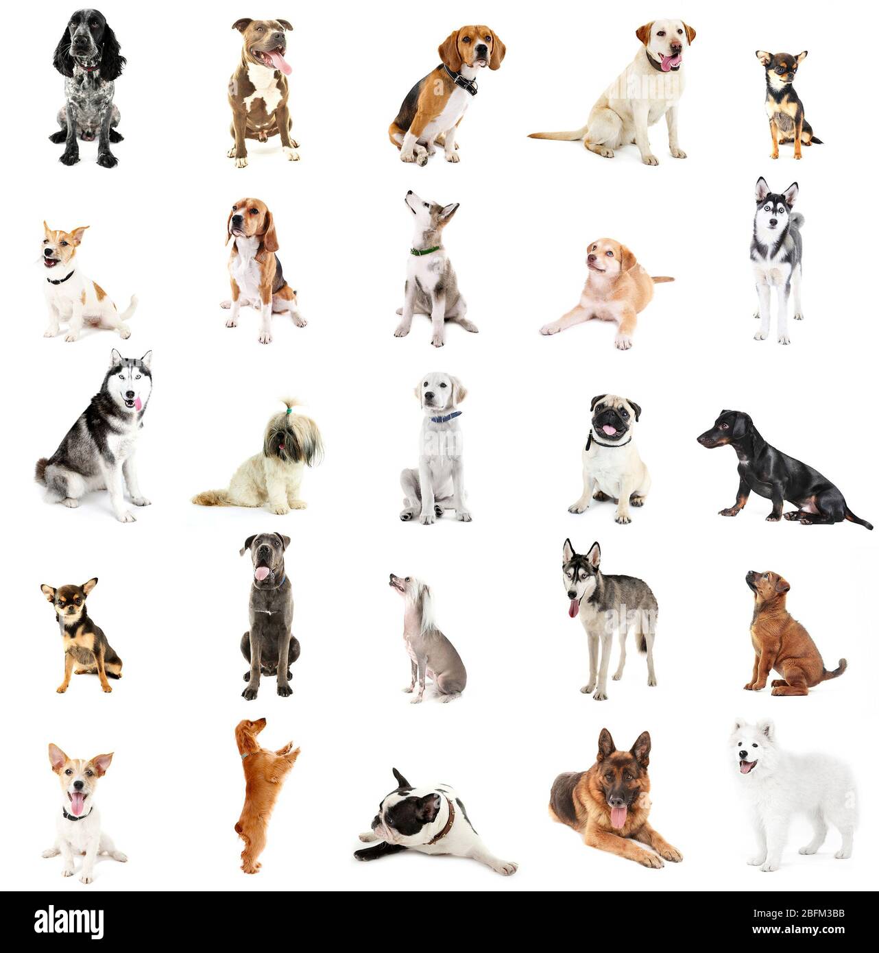Grande gruppo di razze di cani, isolato su bianco Foto Stock