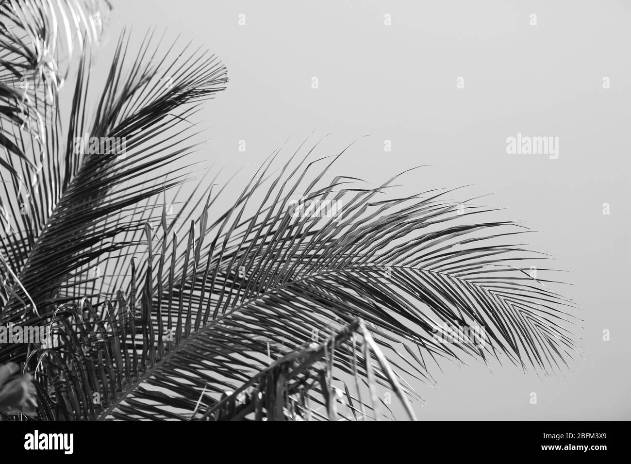 Foglie di palma, stilizzazione retrò, primo piano Foto Stock