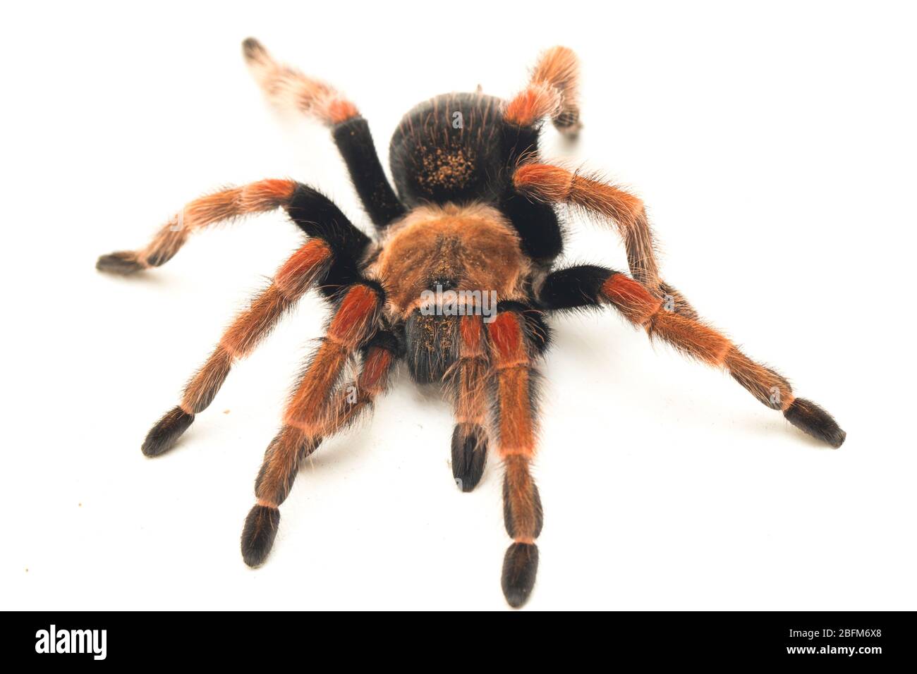 Tarantula (Brachipelma boehmei) isolata su sfondo bianco Foto Stock