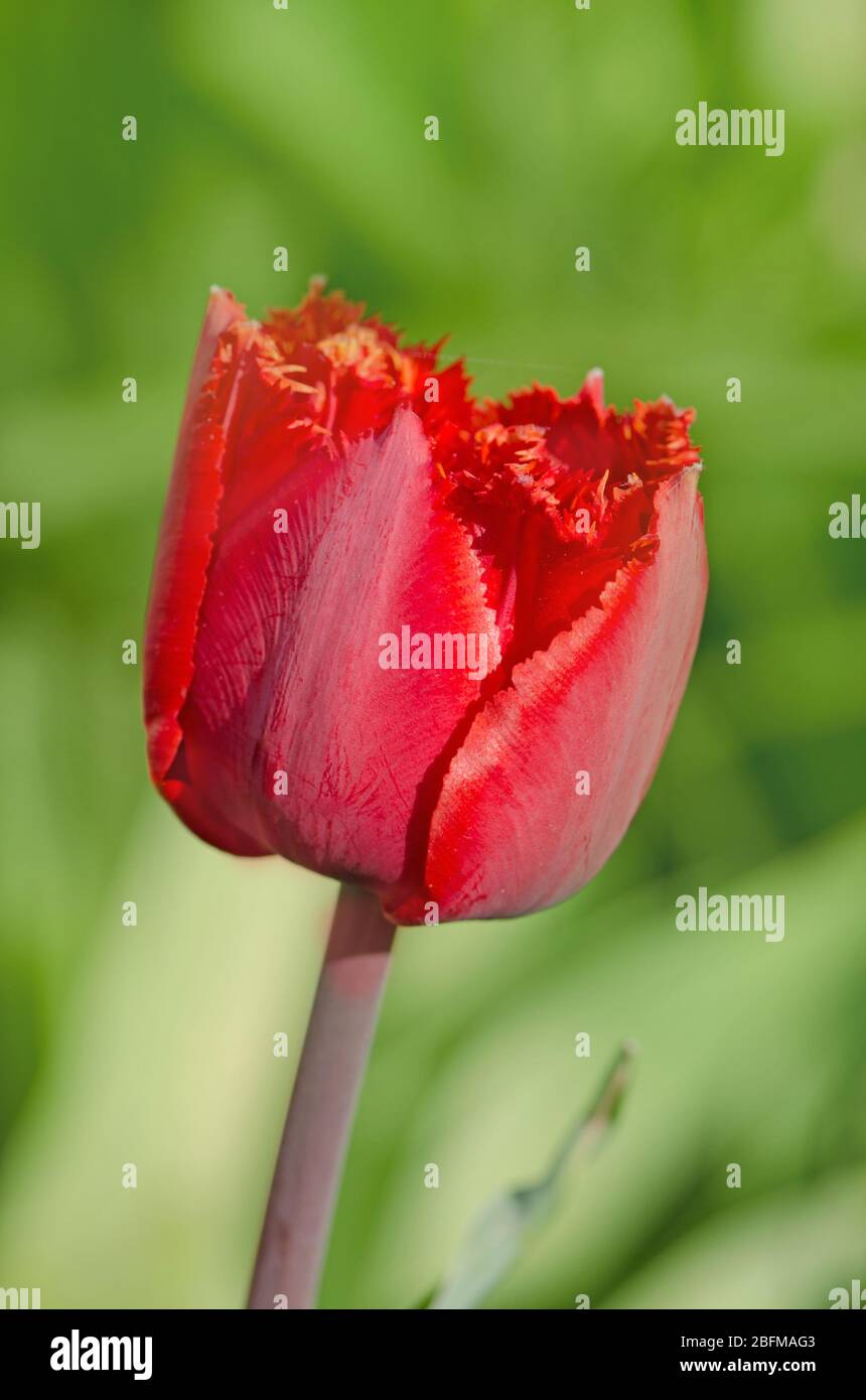 Tulipani frangiati fioriti. Tulipano rosso con frange. Primo piano di  tulipano rosso fritto fiore. Lampada da giardino primavera. Bella fioritura  Foto stock - Alamy