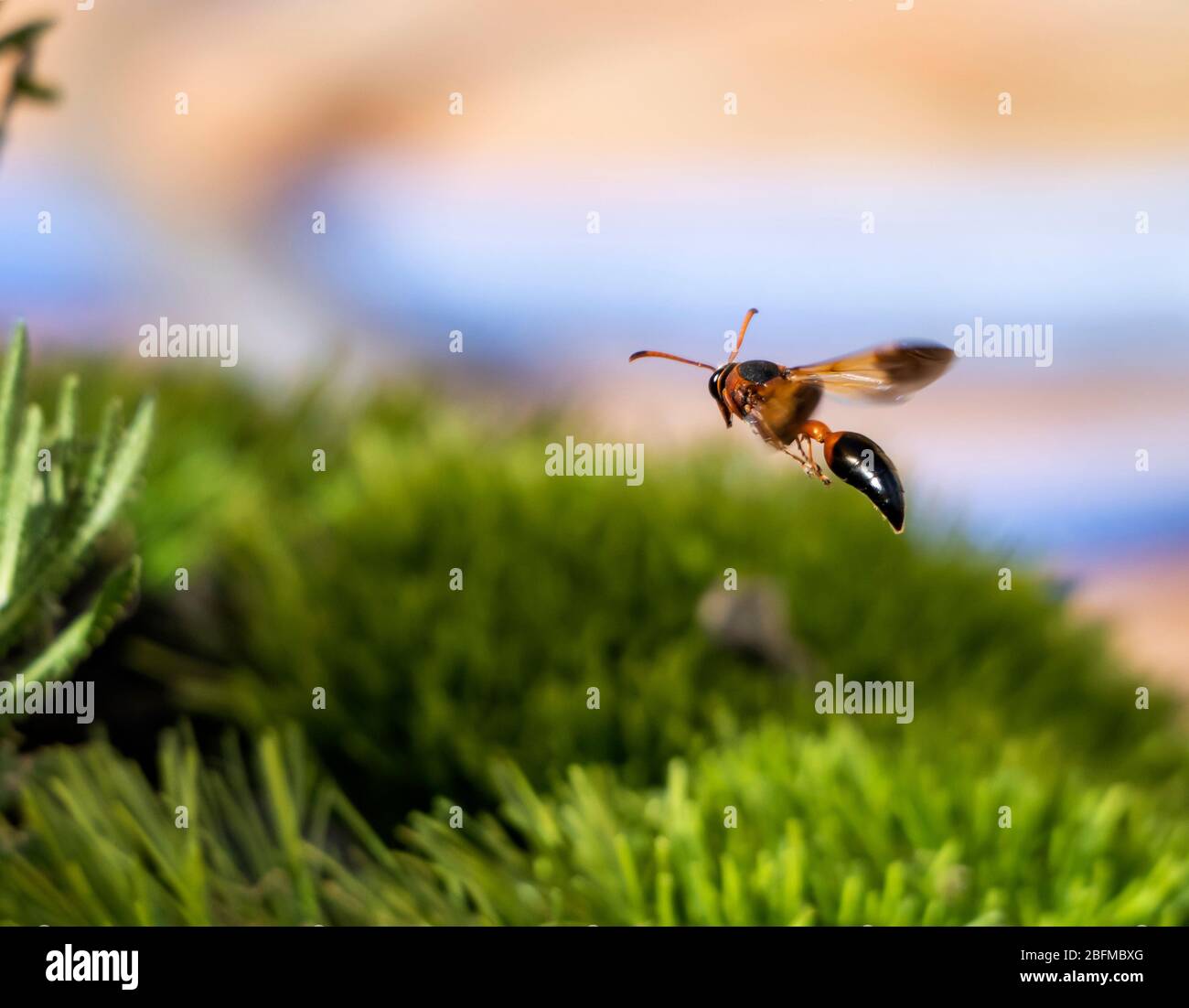 bella vespa volare tra l'erba Foto Stock