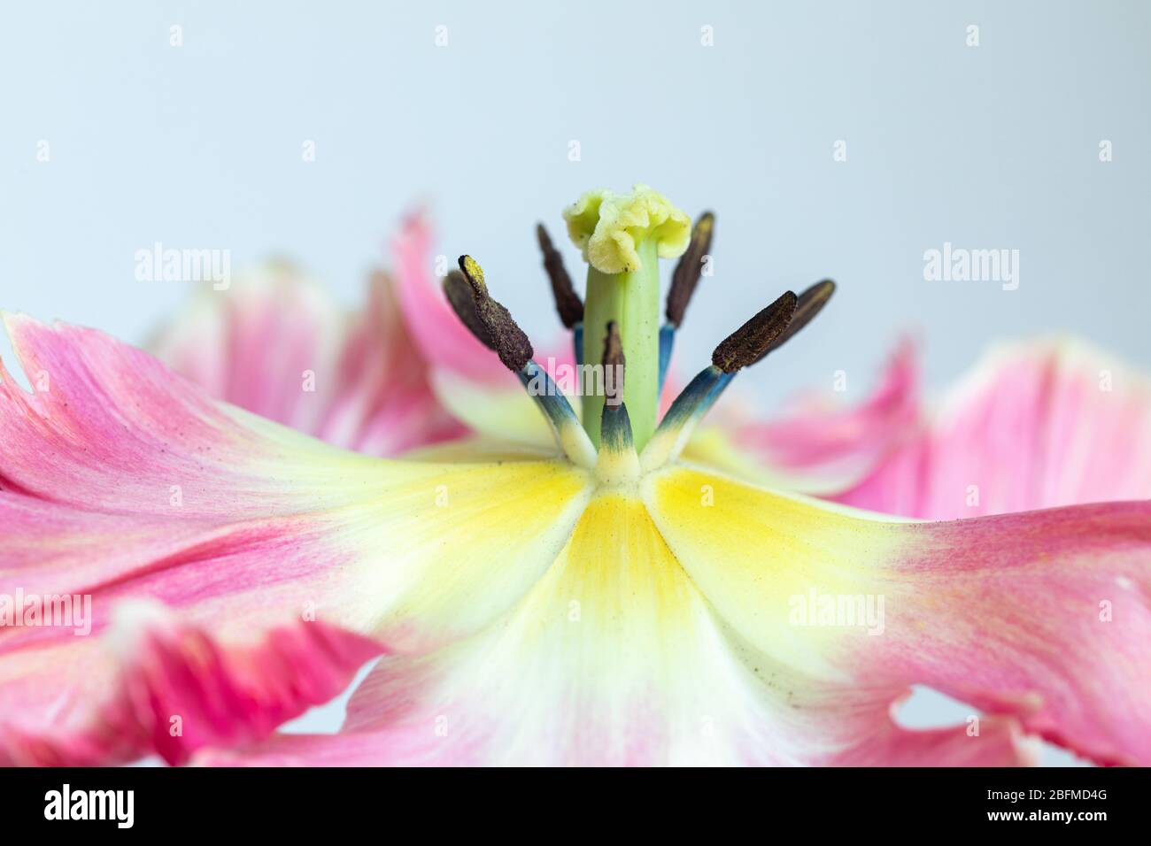 Macro studio di un pappagallo aperto di salmone che mostra petali, stigma, antera, stamen e pisil su uno sfondo chiaro, Regno Unito Foto Stock