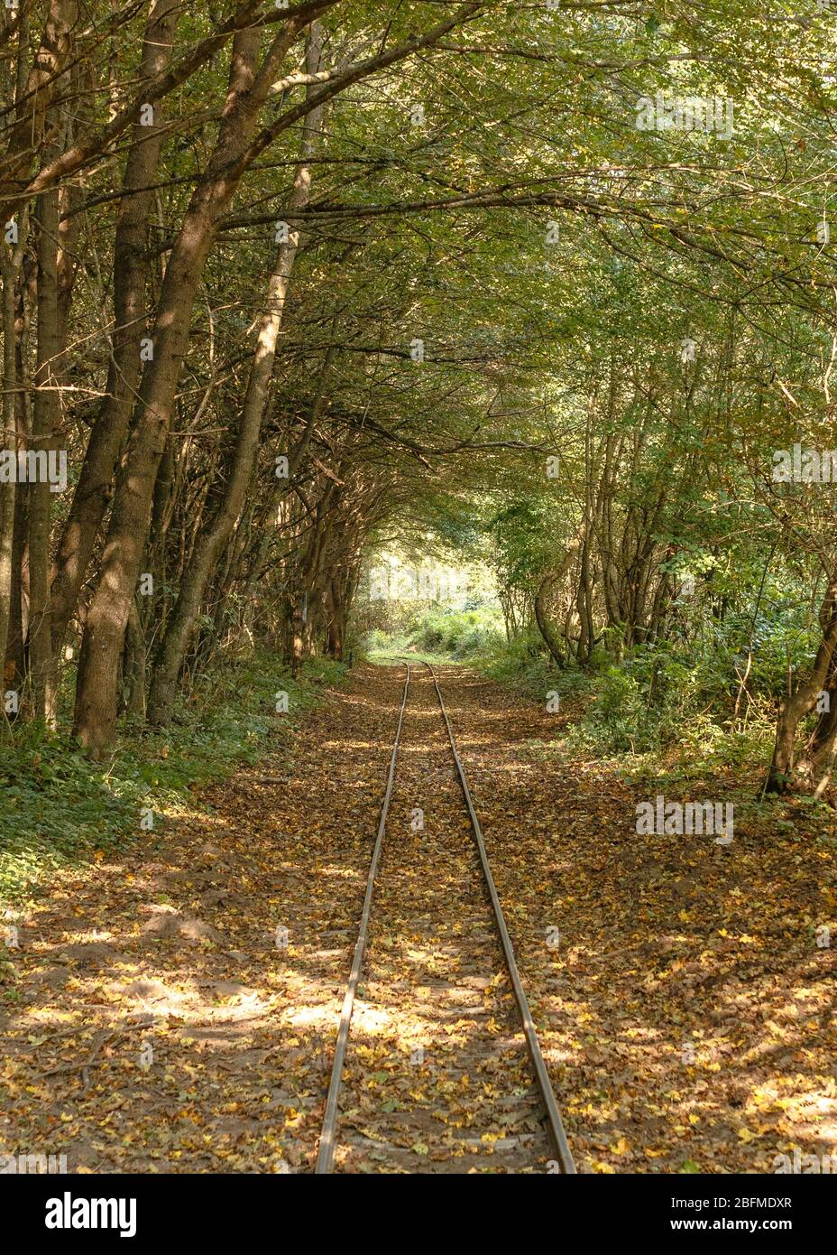 Il treno a scartamento ridotto della ferrovia della foresta di Kemence in un tunnel di alberi Foto Stock