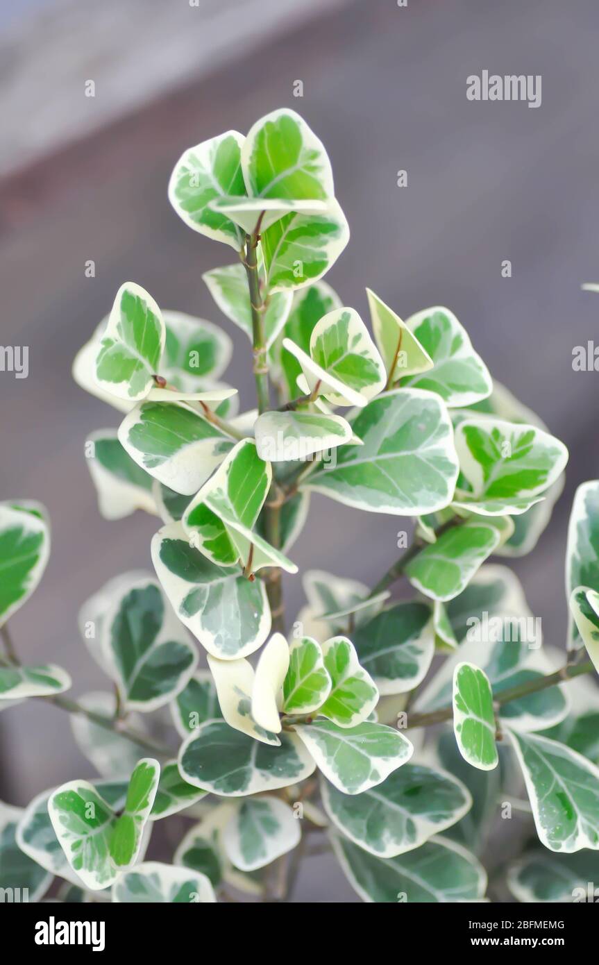 Ficus deltoidea Jack f variegata, fico Mistletoe o Mistletoe pianta di gomma Foto Stock