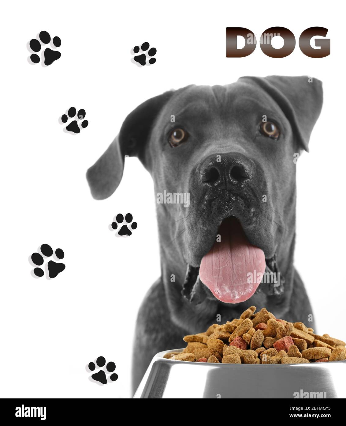 Cane affamato con ciotola di cibo gustoso, isolato su bianco Foto Stock