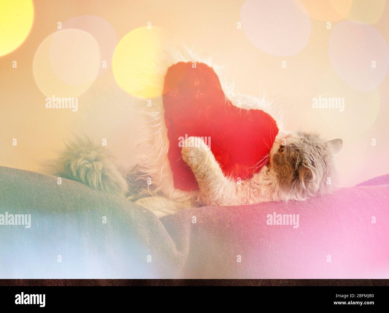 Cuore e gatto in San Valentino. Gattino grigio e cuore rosso. Gattino con cuore giocattolo Foto Stock